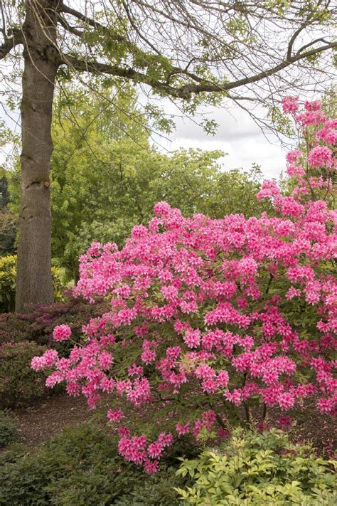 rosy lights azalea for sale